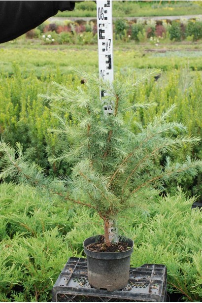 Кедр гімалайський | Cedrus deodara | Кедр гималайский